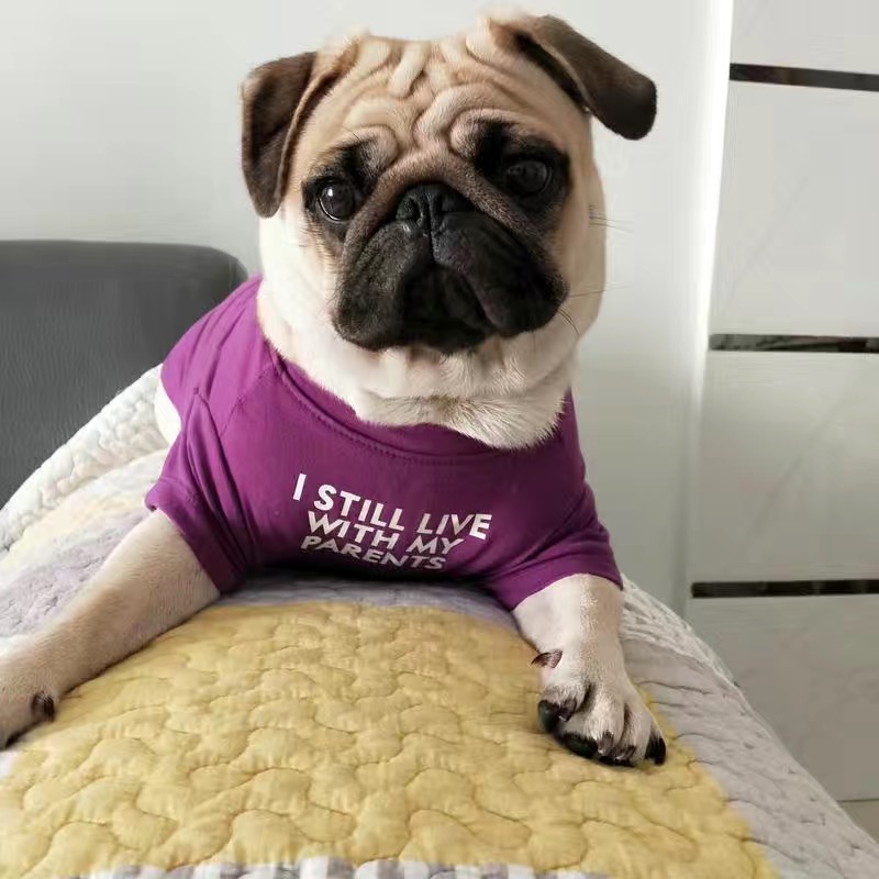 Fashion French Bulldog Pug Ves - Summer Clothing In French 评论和价格
